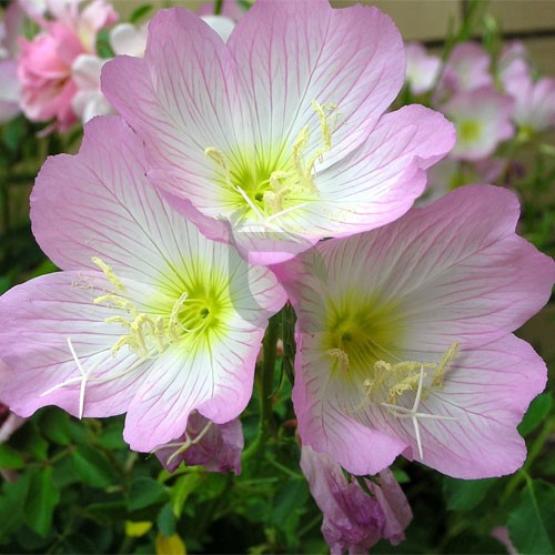 Semillas de prímula Malacoides blanca y rosa para sembrar, flores luminosas, variedad tradicional y sin transgénicos, semillas para jardín doméstico