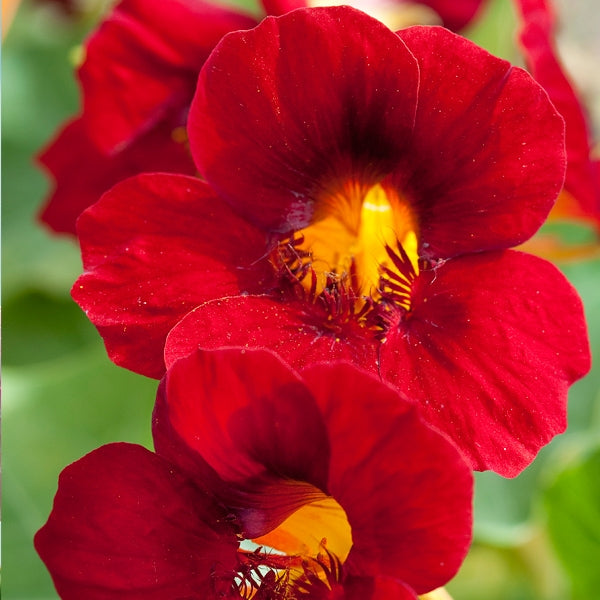 Capuchina rojo escarlata, resiembra natural, flor anual, semillas coloridas y resistentes, flores de jardín