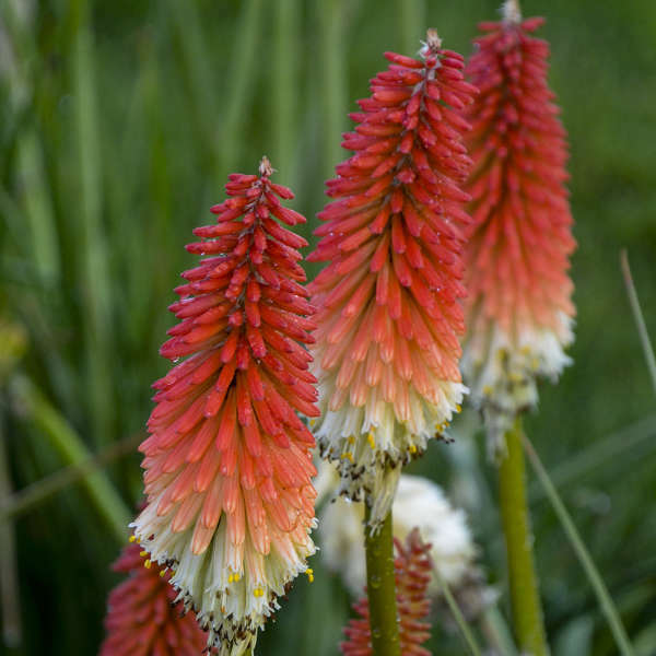 Semillas de Kniphofia para sembrar, respetuosa con los polinizadores, variedad tradicional y sin modificación genética, semillas para huerto doméstico