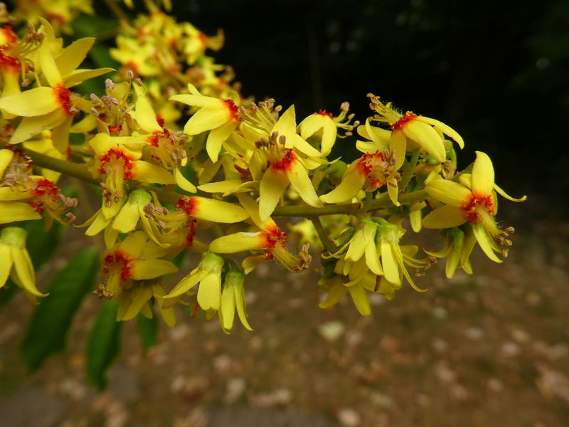 Graines de koelreuteria rouge – semis facile, fleurs éclatantes pour le jardin