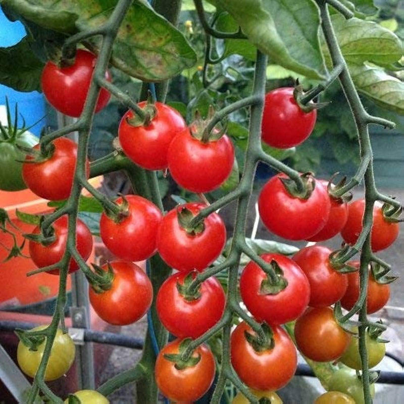 Kremenchugskiy tomato samen traditionelle rich flavor