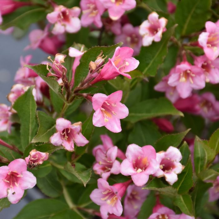 Semillas de flores de Weigela para siembra, vistosas y coloridas, variedad tradicional y sin ingeniería genética, semillas para el jardín doméstico