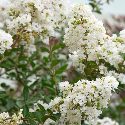 Graines de myrte de crêpe blanche à semer – culture des plants – variété traditionnelle et semences sans OGM pour le jardin familial