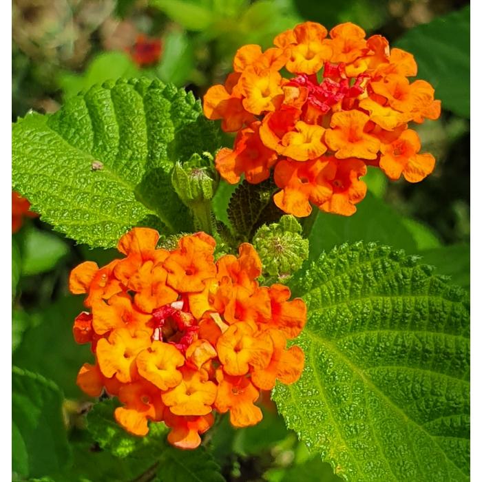 Semillas de flores de lantana naranja para sembrar, vistosa y llena de color, variedad tradicional y sin organismos modificados genéticamente, semillas para jardín doméstico