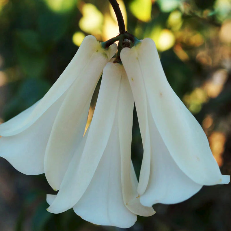 Semillas de flores de Lapageria blancas para sembrar – espectáculo lleno de color – variedad tradicional y sin ingeniería genética, semillas para el jardín doméstico