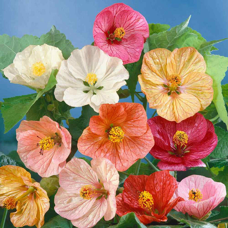Semillas de Abutilon Bellvue para siembra – tolerante a la sequía – variedad tradicional y semillas sin ingeniería genética para el jardín doméstico