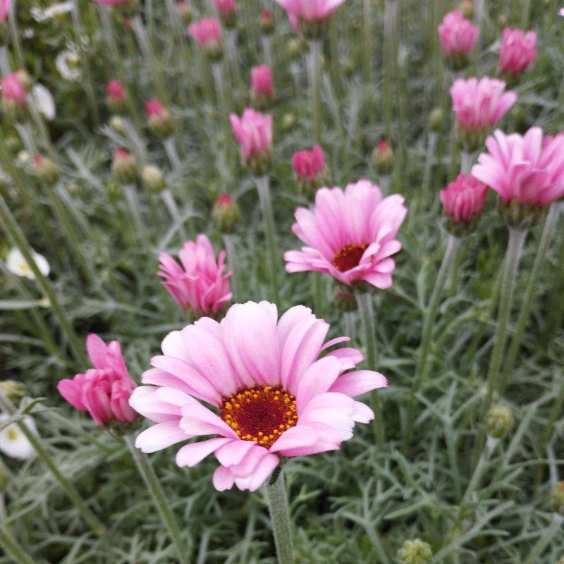 Semillas de Leucanthemum rosa para sembrar – mezcla de flores silvestres – variedad tradicional y semillas de jardín doméstico sin modificación genética