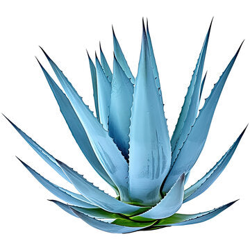 Light Blue Aloe Vera Samen for Indoor and Outdoor Aussaat