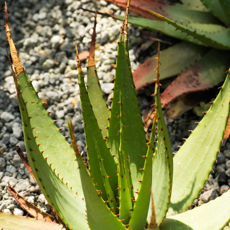 Light Green Aloe Cameron Samen for Indoor and Outdoor Aussaat