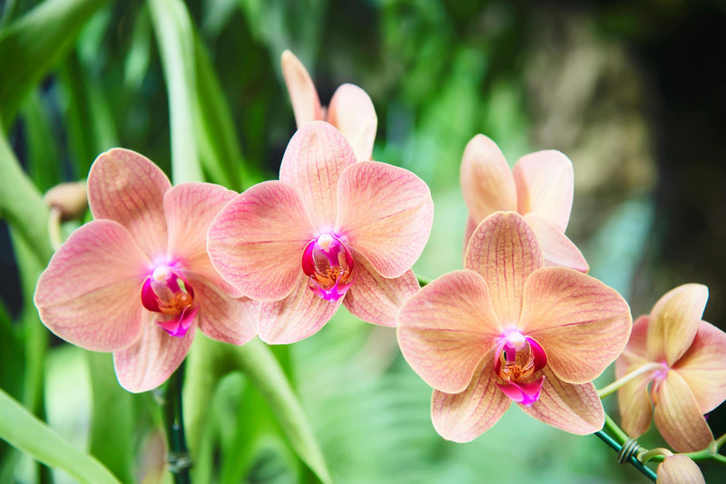 Orchidée rose pâle graines de fleurs à semer mélange de fleurs sauvages variété traditionnelle & sans OGM graines pour jardin familial