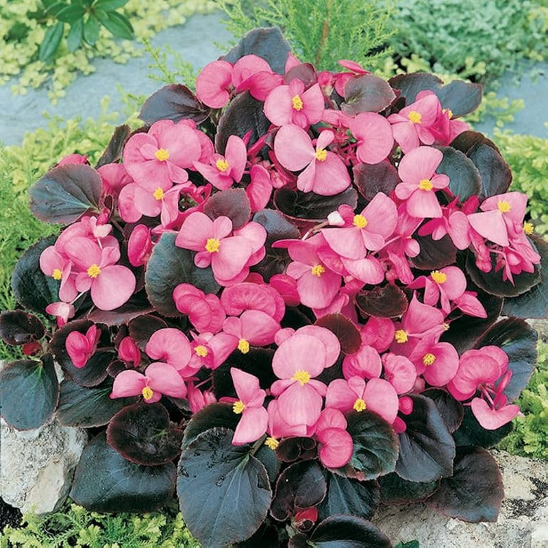 Light rosa begonia blume samen for anpflanzung