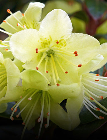 Light gelb rhododendron blume samen for anpflanzung