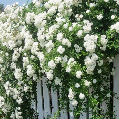 Blanco, semillas de rosa trepadora para siembra y cultivo, variedad tradicional y sin ingeniería genética, semillas para jardín doméstico