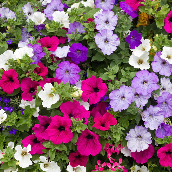Mixed color petunia blumen for dynamic garten display