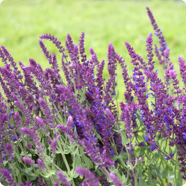 Meadow Sage Samen Salvia nemorosa purple Blume spikes