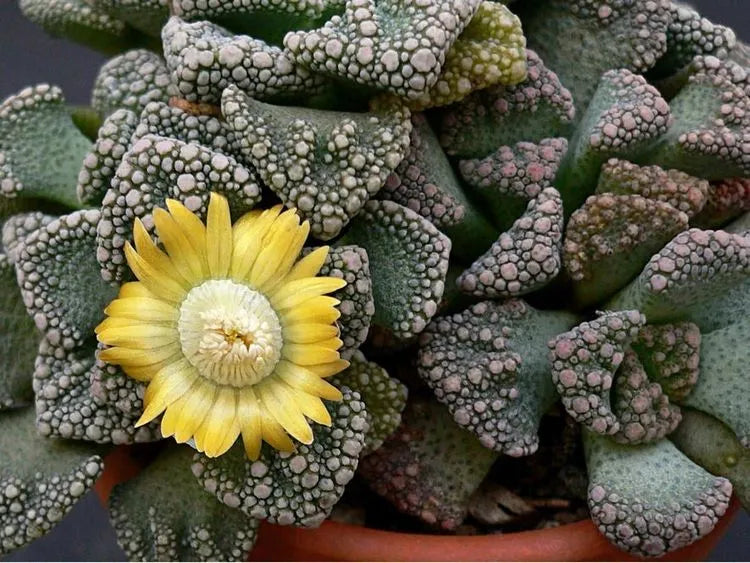 Titanopsis Fulleri, semillas de siembra fácil