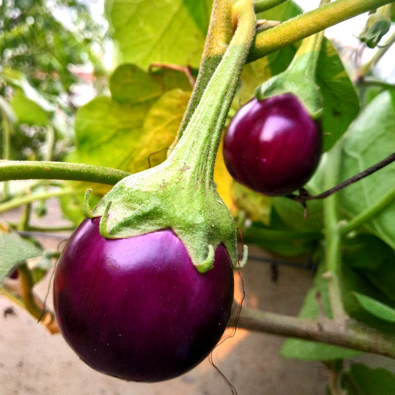 Melon eggplant pflanze samen für gardeners