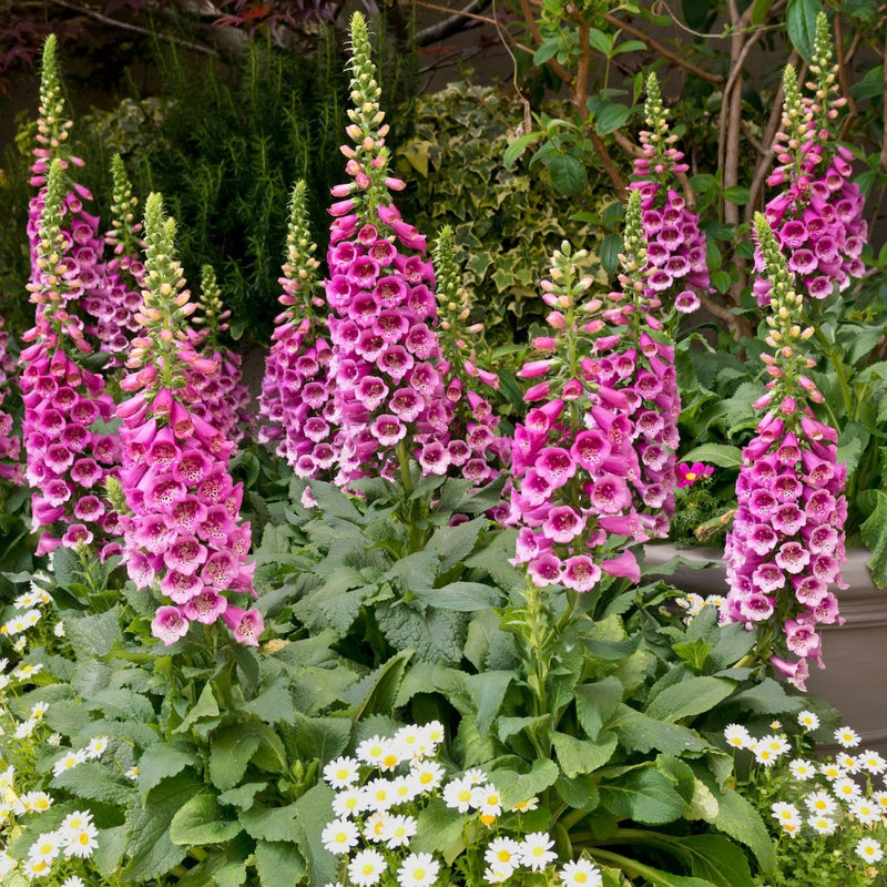 Graines de digitale grimpante rose à semer – fleurs bisannuelles