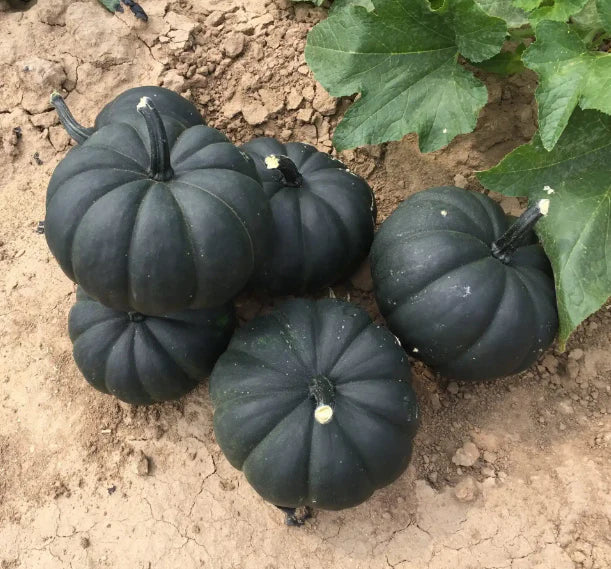 Graines de courge Schwarz pour légumes, à planter