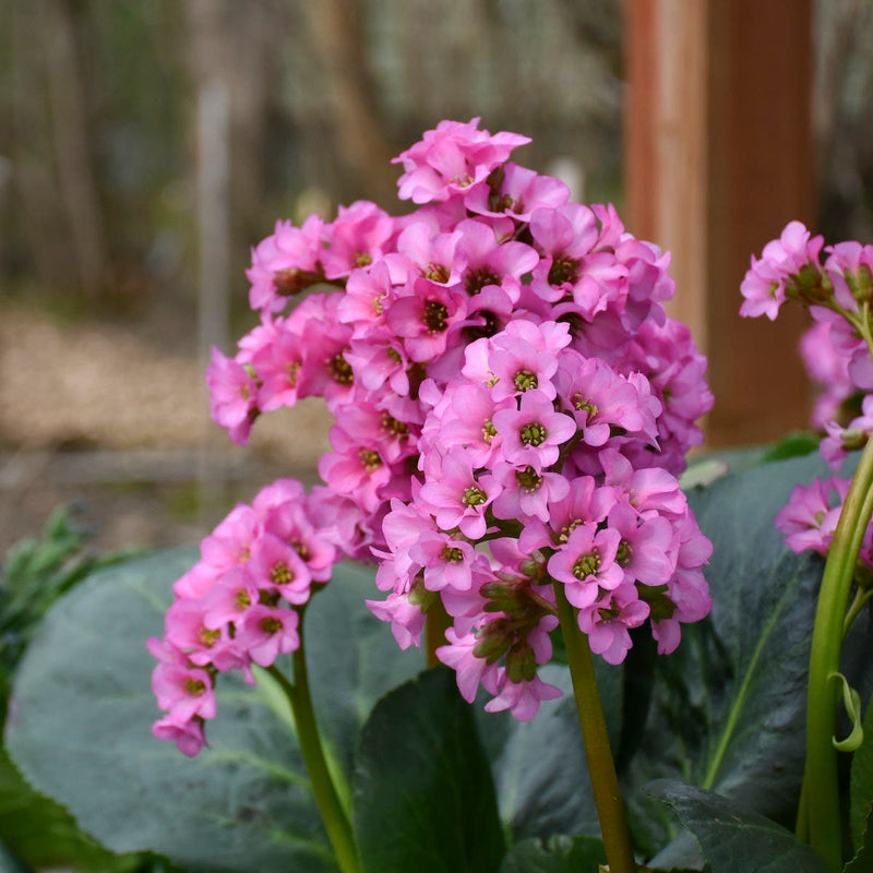 Rosa bergenia blume samen for anpflanzung - shade tolerant, heirloom & gmo free samen for home garten
sale for anpflanzung in home garten