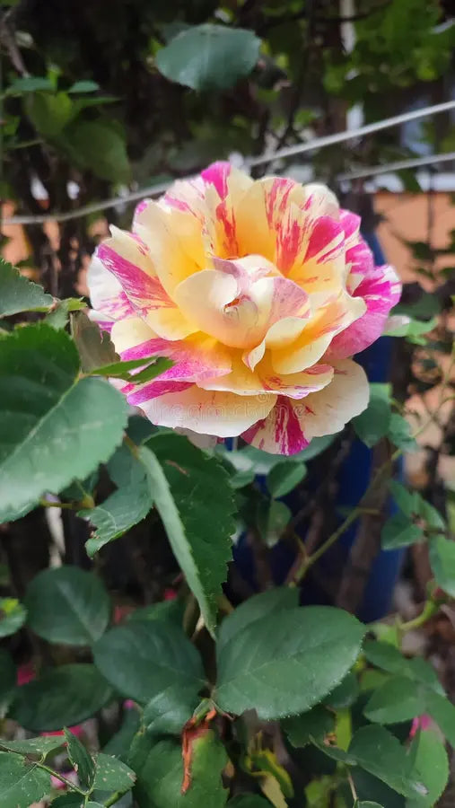 Graines de Walter Mains roses et jaunes à semer, longue saison de floraison, variété traditionnelle et sans OGM, pour le jardin familial