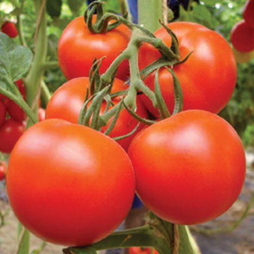 Mixed tomato samen für aussaat in home gardens