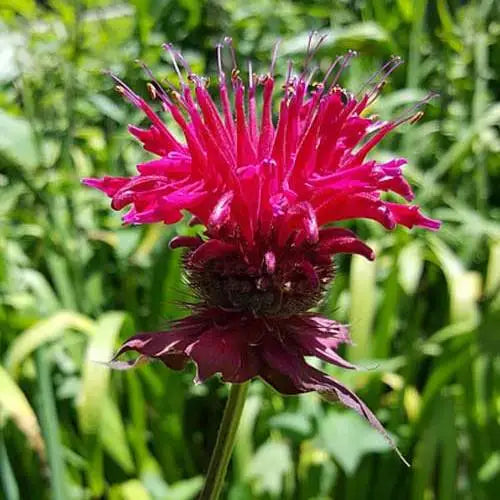 Rosa Bergamota silvestre Monarda Fistulosa Mintleaf Bee Balm semillas de flores para sembrar – variedad resistente – variedad tradicional y semillas sin ingeniería genética para el jardín doméstico
