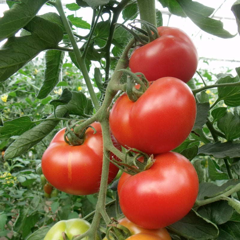 Semillas de tomate Beefmaster rojo para plantar - semillas de hortalizas