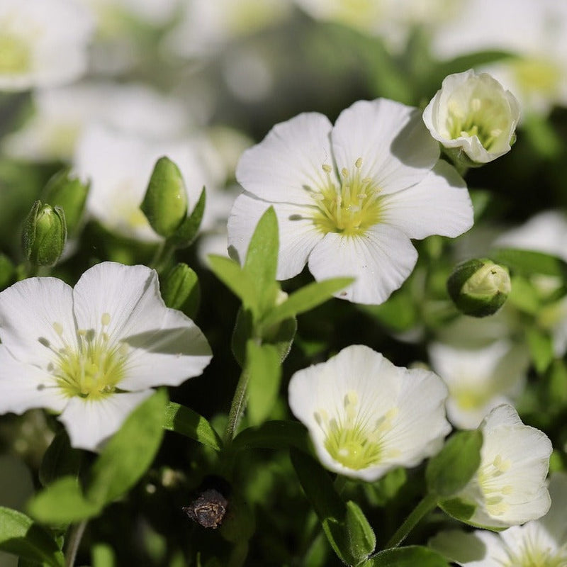 Arenaria blume samen for anpflanzung garten favorite heirloom & gmo free samen for home garten
sale for anpflanzung in home garten