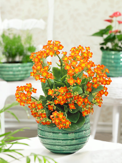 Graines de kalanchoé flamboyant rouge et jaune à semer – idéal pour les bordures – variété traditionnelle et sans OGM, graines pour le jardin