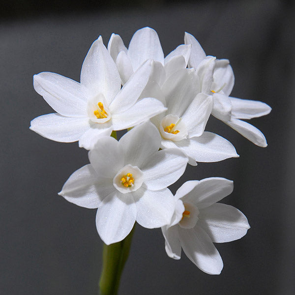 Spring-blooming narcissus blume samen for anpflanzung