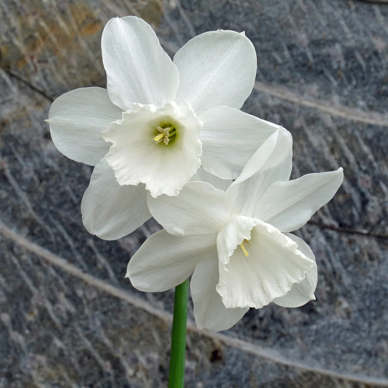 Weiß narcissus blumen in garten borders