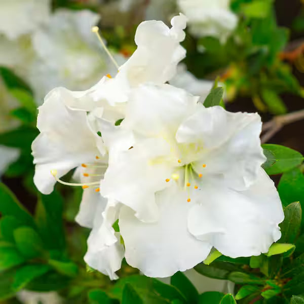 Semillas de azalea arbórea blanca para sembrar en el jardín: flores y encanto para exteriores