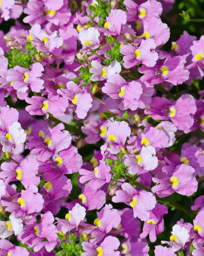 Graines de némésie rose « Poetry » à semer – culture de fleurs, printemps, fleurs de jardin
