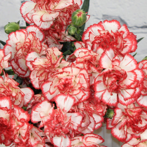 Weiß rot carnations blume samen for anpflanzung - pollinator friendly, heirloom & gmo free samen for home garten
sale for anpflanzung in home garten