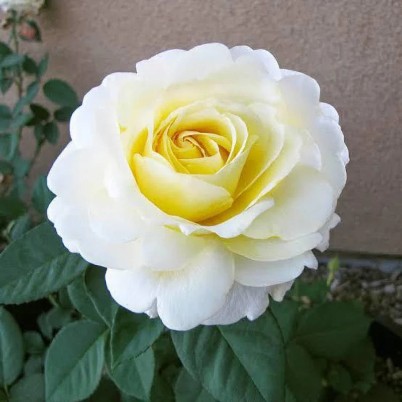 Weiß gelb rose blume samen for anpflanzung - low maintenance, heirloom & gmo free samen for home garten
sale samen for anpflanzung in home garten