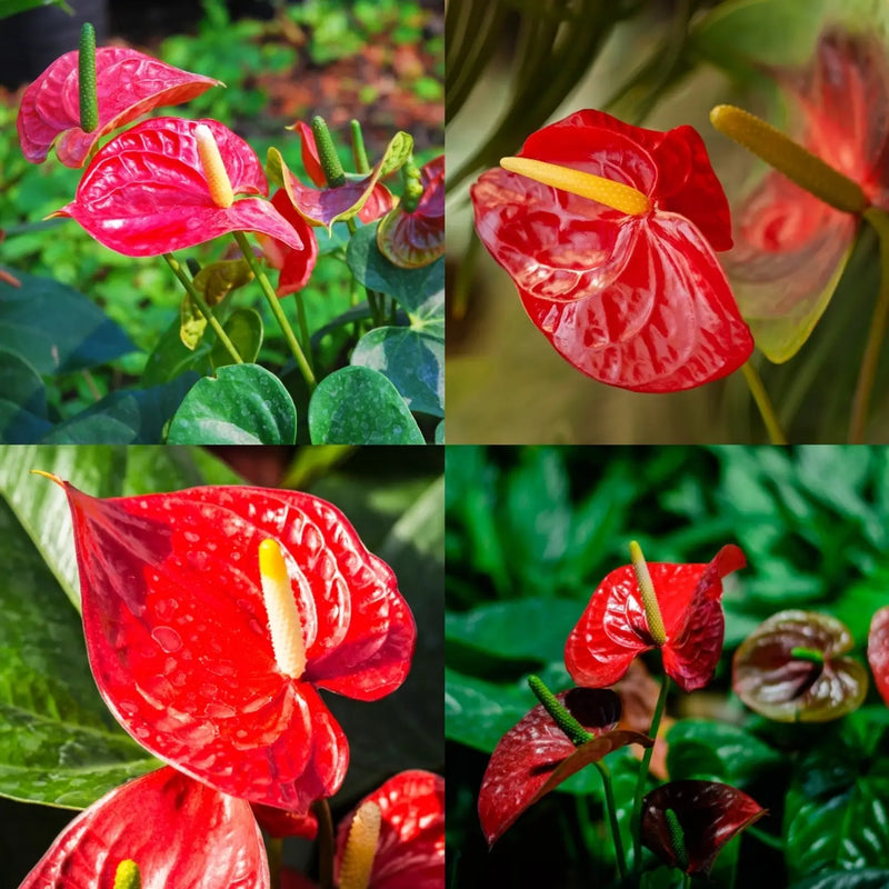 Semillas de flores de anturio para sembrar – de alta calidad – variedad tradicional y semillas sin ingeniería genética para jardín doméstico