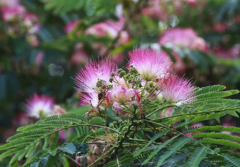 Non-gmo acacia blume samen for gardening