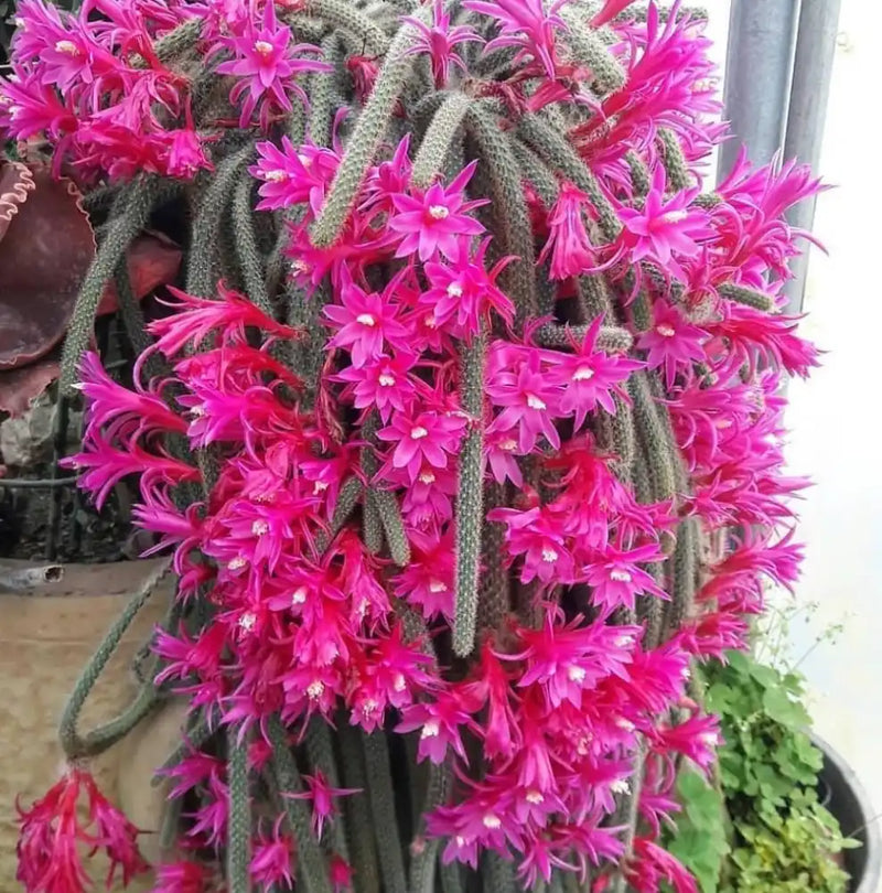 Non gmo aporocactus samen