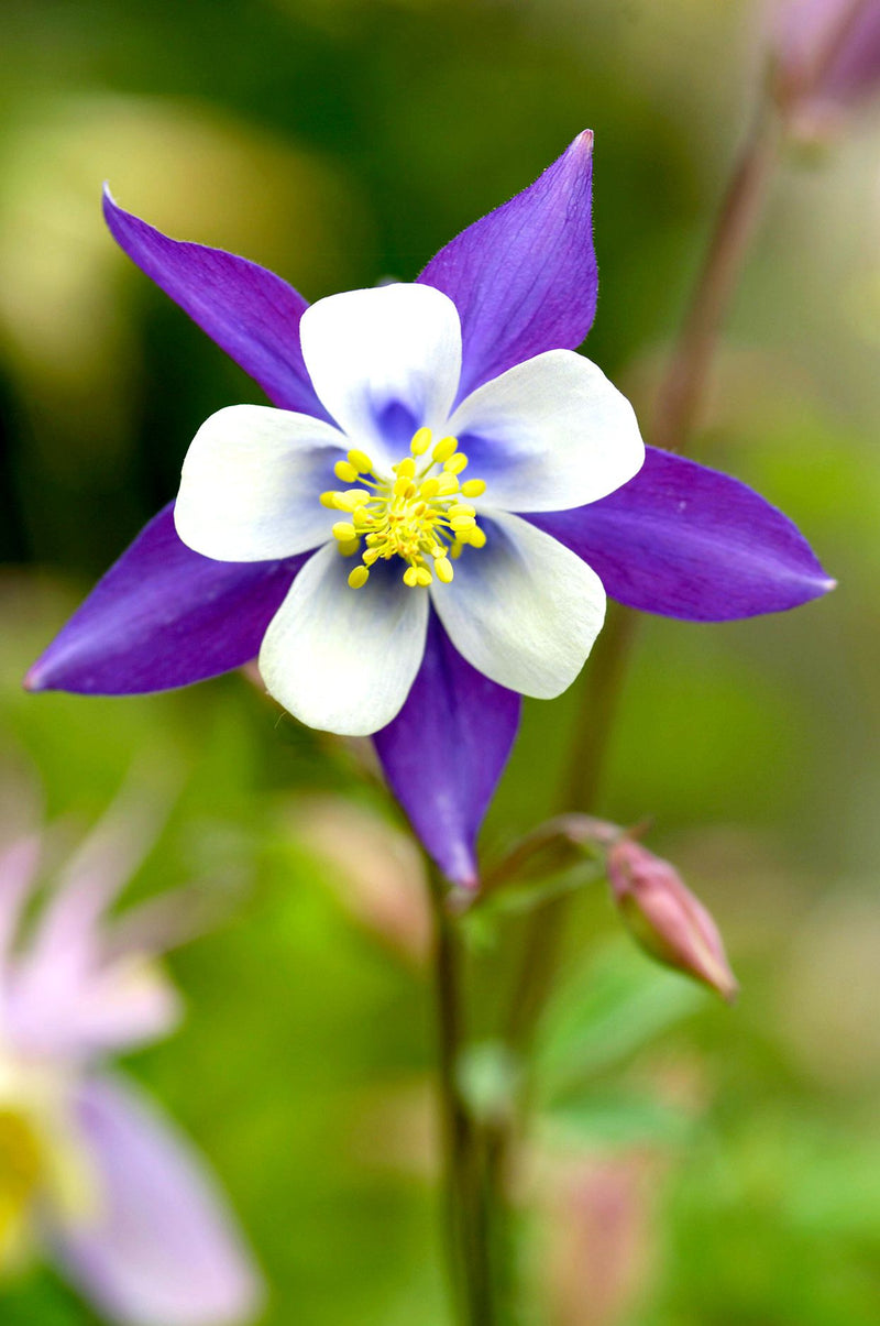 Non-gmo aquilegia columbine samen