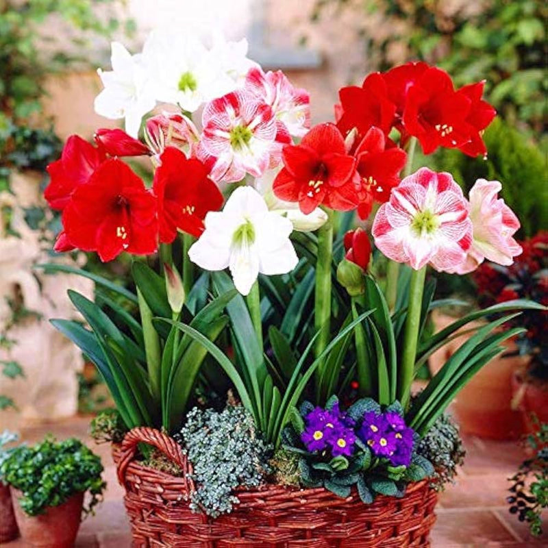 Non-gmo ash amaryllis samen for gardening