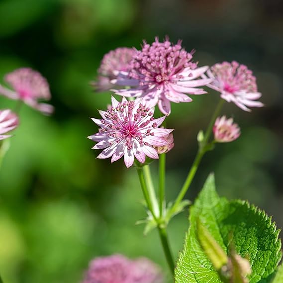 Non-gmo astrantia pincushion samen