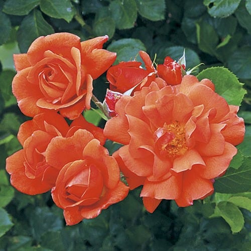 Non-gmo deep orange climbing rose samen for gardening