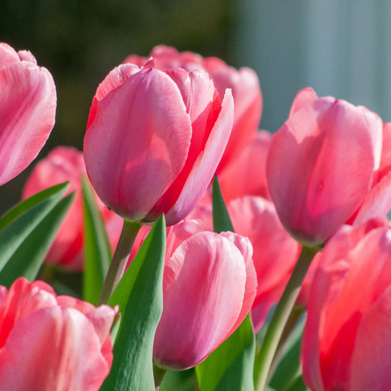 Non-gmo deep rosa tulip samen for gardening