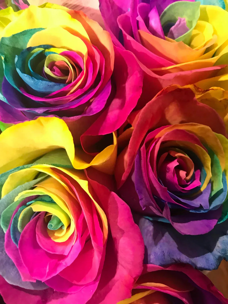 Non-gmo multi-colour rose samen for gardening