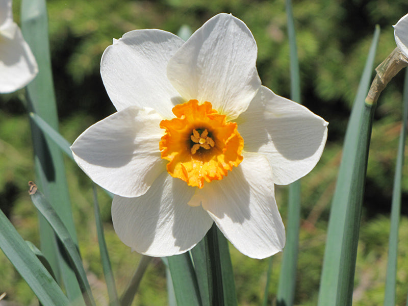 Premium non-gmo weiß narcissus samen