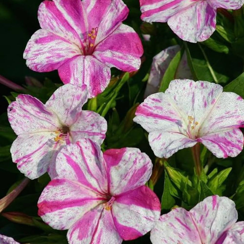 Non-gmo rosa & weiß mirabilis samen for gardening