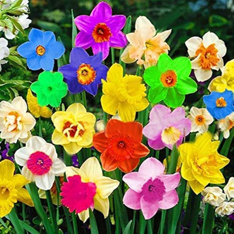 Non-gmo rainbow daffodil samen for anpflanzung