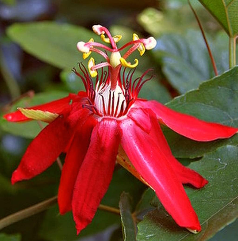 Non-gmo rot passion blume samen for home gardening