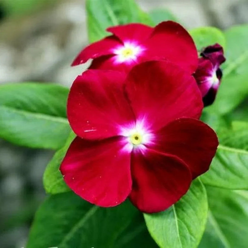 Non-gmo rot periwinkle vinca samen for gardening
